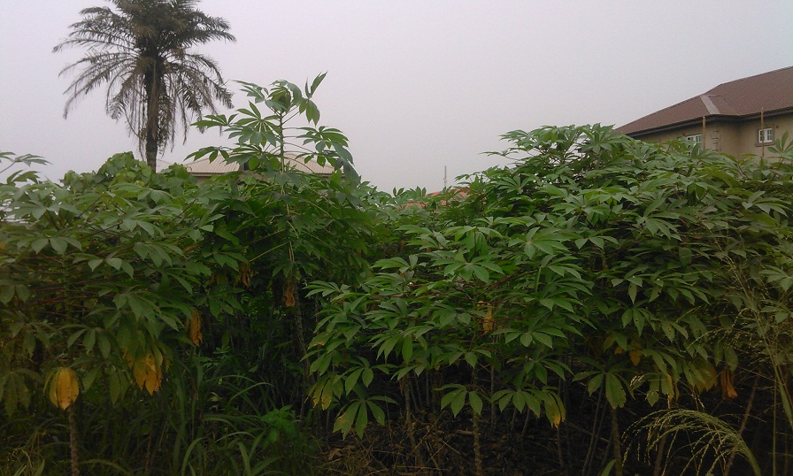 Agriculture Investment in Africa: Years after the Maputo Declaration